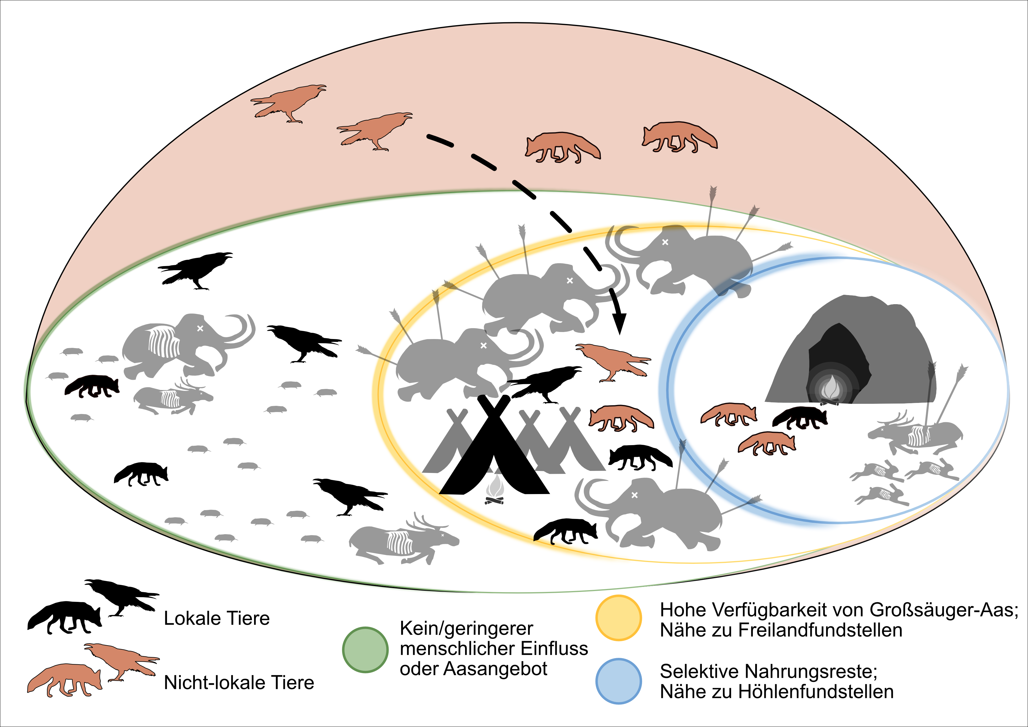 Herausbildung einer synanthropischen Nische für Raben und andere Tiere in der unmittelbaren Nachbarschaft zu eiszeitlichen Menschen vor ca. 30.000 Jahren. 