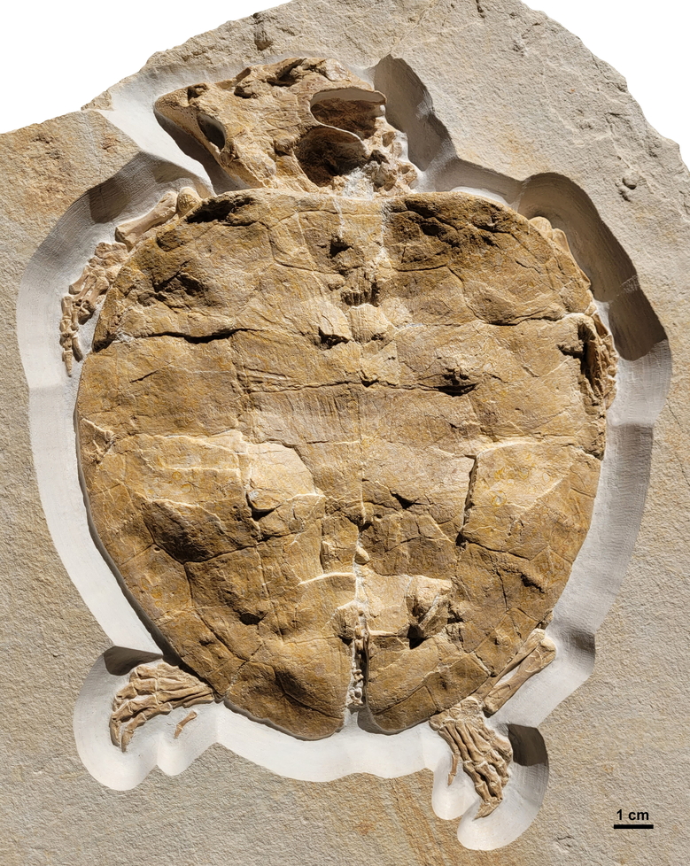 Perfekt erhaltenes Schildkrötenfossil von Solnhofia parsonsi, ca. 150 Millionen Jahre alt. 