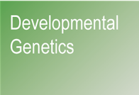 Developmental Genetics