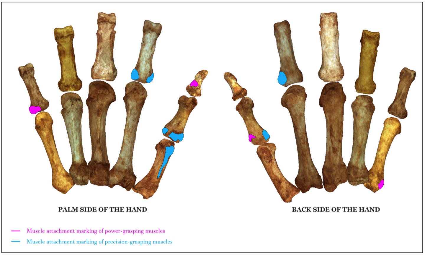 Muscle attachment sites on hand bones