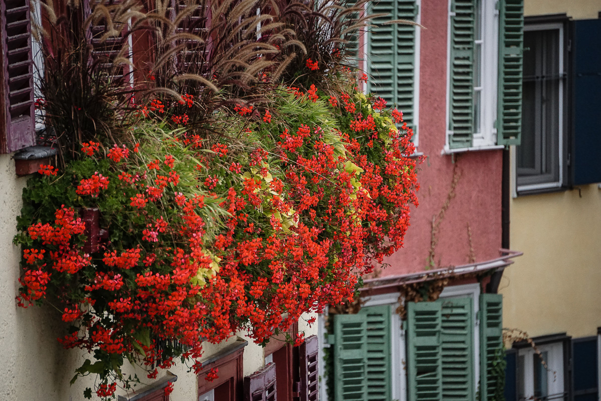 Red flowers in front of the windows of a house in the old town