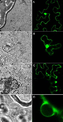 fig2m