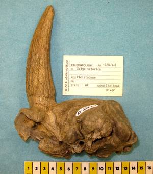 Schädel einer fossilen Saiga-Antilope aus Alaska. © Anthony Stuart