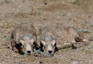 Die Bestände der Antilopen sind gering: Saigas sind vom Aussterben bedroht. © Bayarbaatar Buuveibaatar