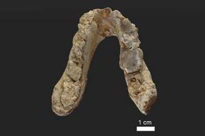 Unterkiefer des 7,175 Millionen Jahre alten Graecopithecus freybergi (El Graeco) aus Pyrgos Vassilissis, Griechenland (heutiges Stadtgebiet von Athen)