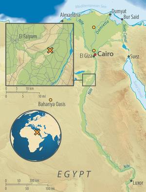 Geografische Zuordnung der untersuchten Proben: Diese Karte von Ägypten zeigt die archäologische Fundstätte Abusir-el Meleq (orangefarbenes Kreuz) und die Orte der Probennahme von modernen Ägyptern (orangefarbene Punkte). Grafikdesign: Annette Günzel
