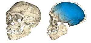 The first of our kind. Two views of a composite reconstruction of the earliest known Homo sapiens fossils from Jebel Irhoud (Morocco) based on micro computed tomographic scans of multiple original fossils. Picture credit: Philipp Gunz, MPI EVA Leipzig (License: CC-BY-SA 2.0).
