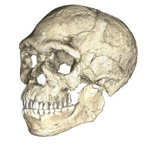 The first of our kind. A composite reconstruction of the earliest known Homo sapiens fossils from Jebel Irhoud (Morocco) based on micro computed tomographic scans of multiple original fossils. Picture credit: Philipp Gunz, MPI EVA Leipzig (License: CC-BY-SA 2.0).