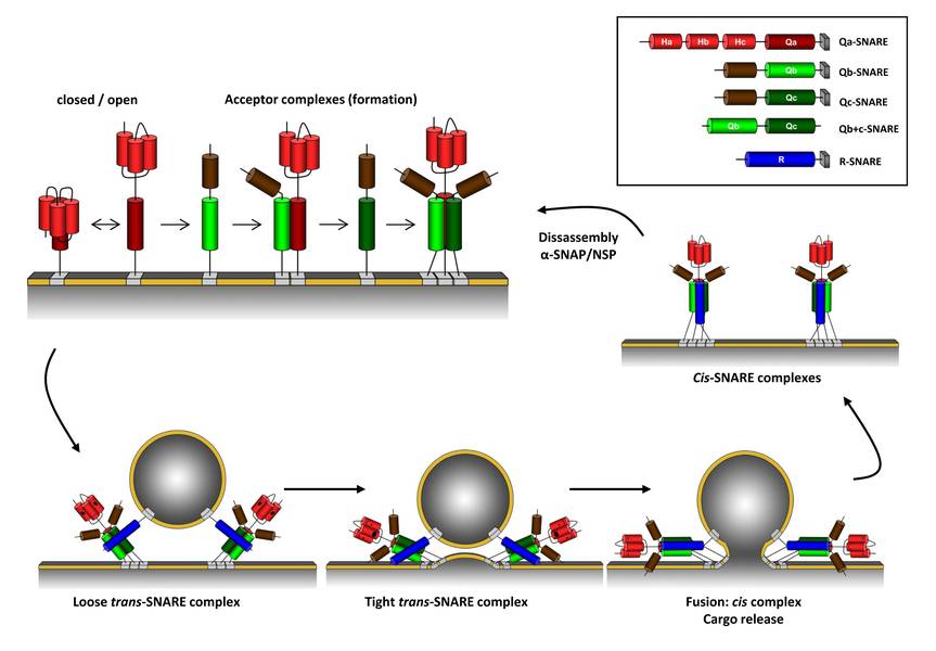 Qcsnare proteins