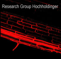 Research Group Hochholdinger
