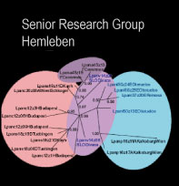 Senior Research Group Hemleben