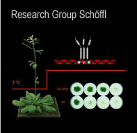 Research Group Schoeffl