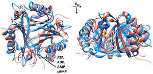 Die Strukturen eines Signalproteins (rot) überlagern sich mit dem neu entdeckten cAMP Sensor SbtB (blau), der Pfeil deutet die Nukleotid-Bindetasche an. Abbildung: Khaled Selim